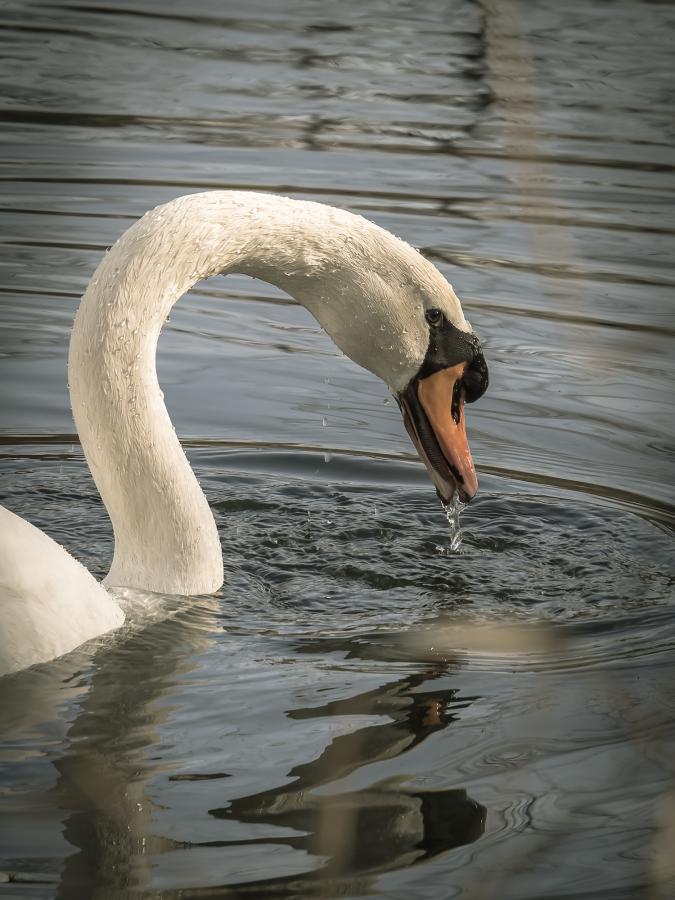 Animaux