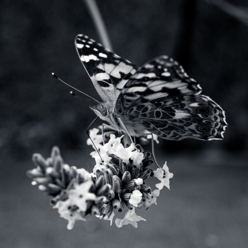 20090627_100843_90mm