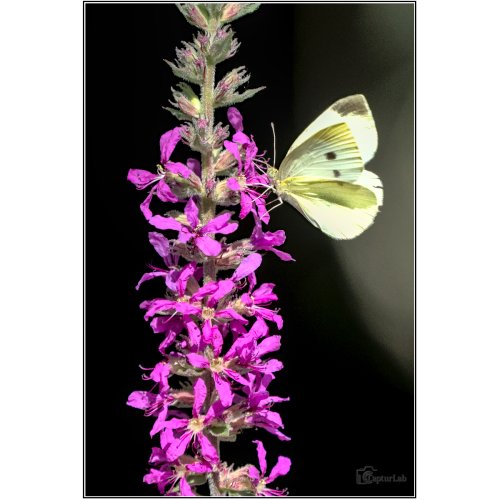 P7120480