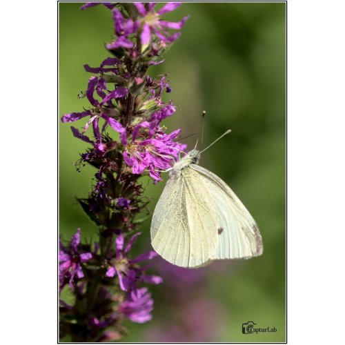 P7120506
